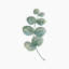 Eucalyptus Towel