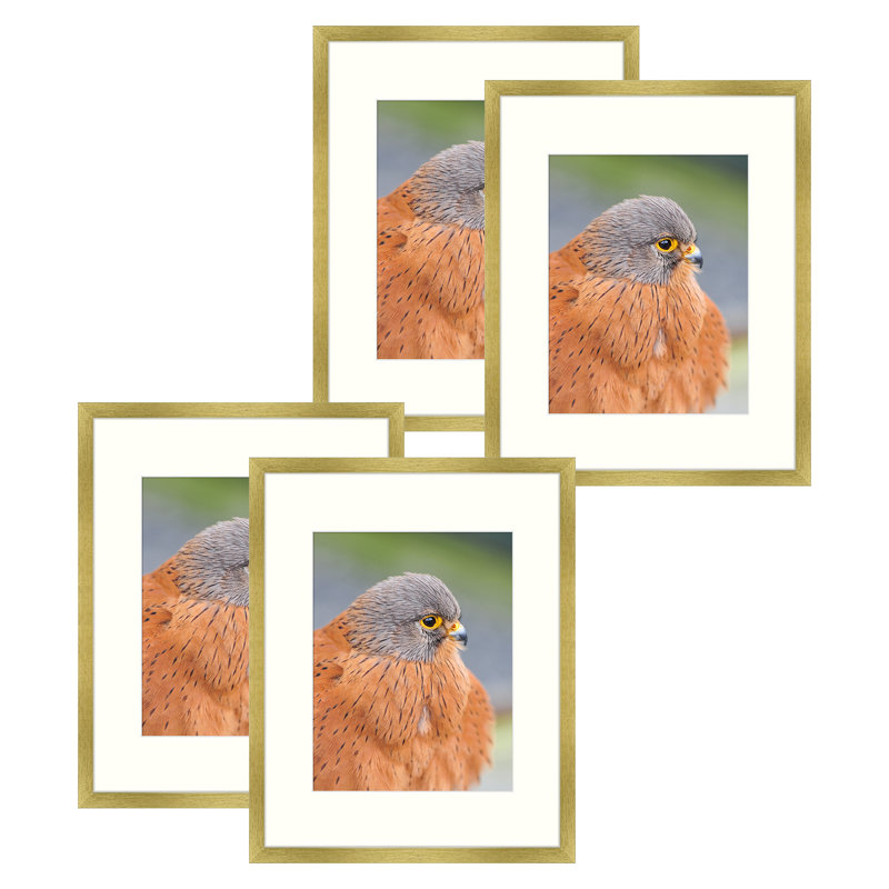 Cadres photos muraux Matte Gallery - Basics by Wayfair ™, 16 po x 20 po emmêlé à 11 po x 14 po, Doré