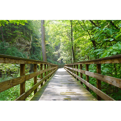 " Into The Woods "