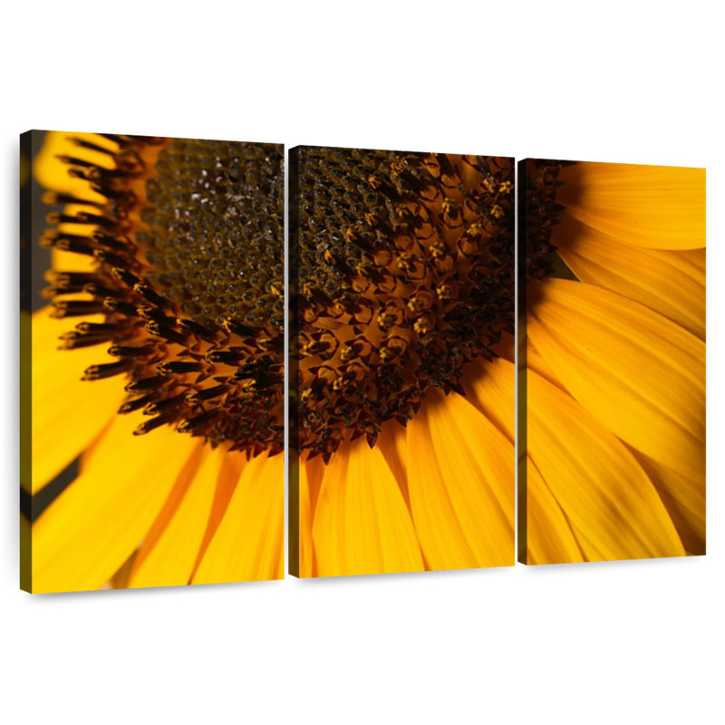 Tournesol Harnek, H 48 po x l 74 po