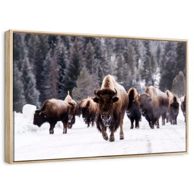 Winter Bisons