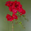 50cm Faux Flowering Plant in Pot