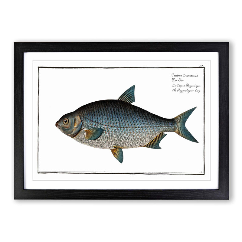 Buggenhagen's-Carp Fish by M.E. Bloch - Picture Frame Graphic Art Print, 27cm H x 36cm W x 2cm D, Black Framed