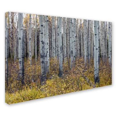 Fabrizzio "Aspen Trees in Autumn" par Pierre Leclerc, reproduction de photo sur toile tendue
