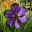 Aster rotatif 13,5 "avec feuilles