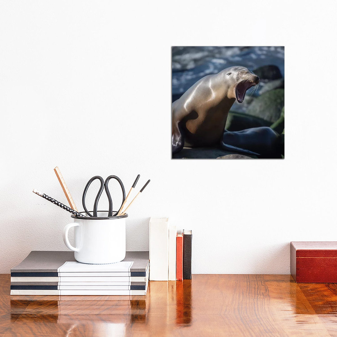 Roaring Sea Lion On The Rocks Off The Pacific Ocean HDD12