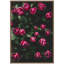 «Moody Dark Pink Tulips in Bloom» par Patricia Rae, reproduction d'art sur toile encadrée