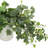 Trailing Ivy in Ribbed Vase