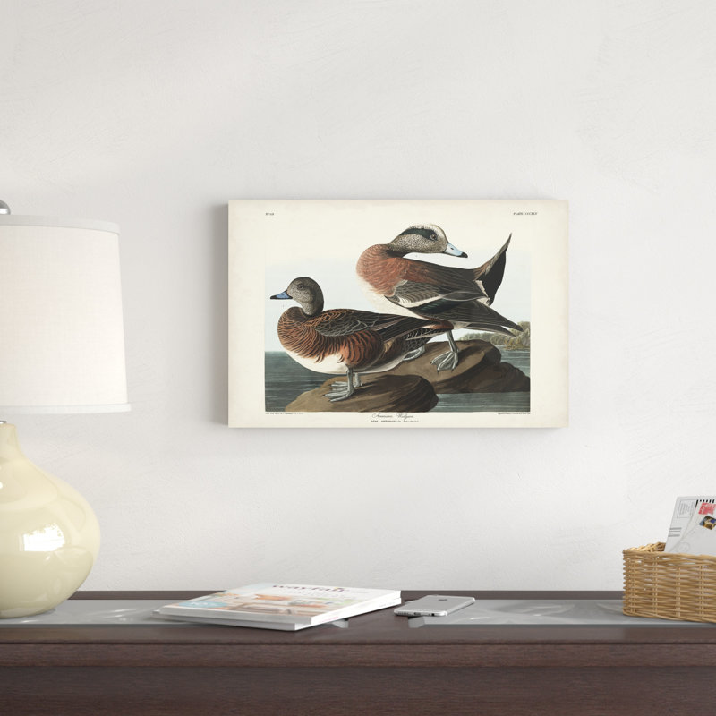 Pl 345 Widgeon américain, H 12 po x l 18 po