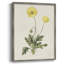 «Flowers of the Seasons», reproduction encadrée en bois massif-1922783312