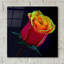 «Little Rosebud» par Pamela Plummer-1731377671