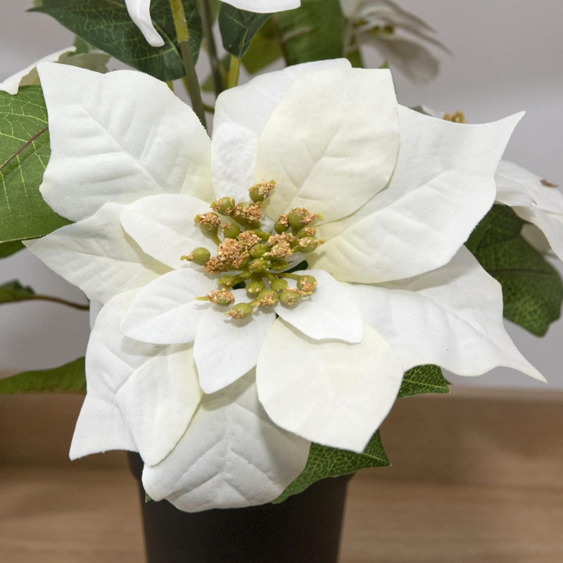 Poinsettia Arrangement, White, 40cm x 25cm