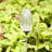 Low Voltage Solar Powered LED Pathway Light Pack