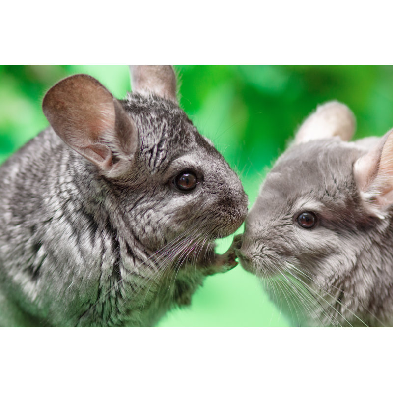 Cute Gray Chinchilla 1 Piece Wrapped Canvas Wall Art, 81cm H x 122cm W