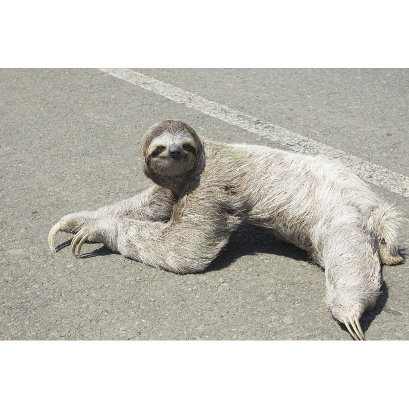 Sloth - Wrapped Canvas Print, 30cm H x 46cm W