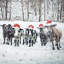 Toile encadrée Curious Christmas Cows | Décoration de ferme-119954911