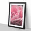 Petals of a Pink Rose in Abstract - Picture Frame Painting Print-55582999-55583002