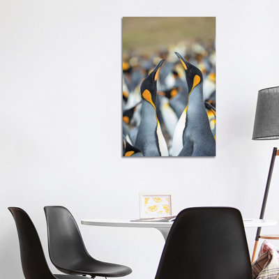 King Penguin, Falkland Islands. by Martin Zwick - Wrapped Canvas Print