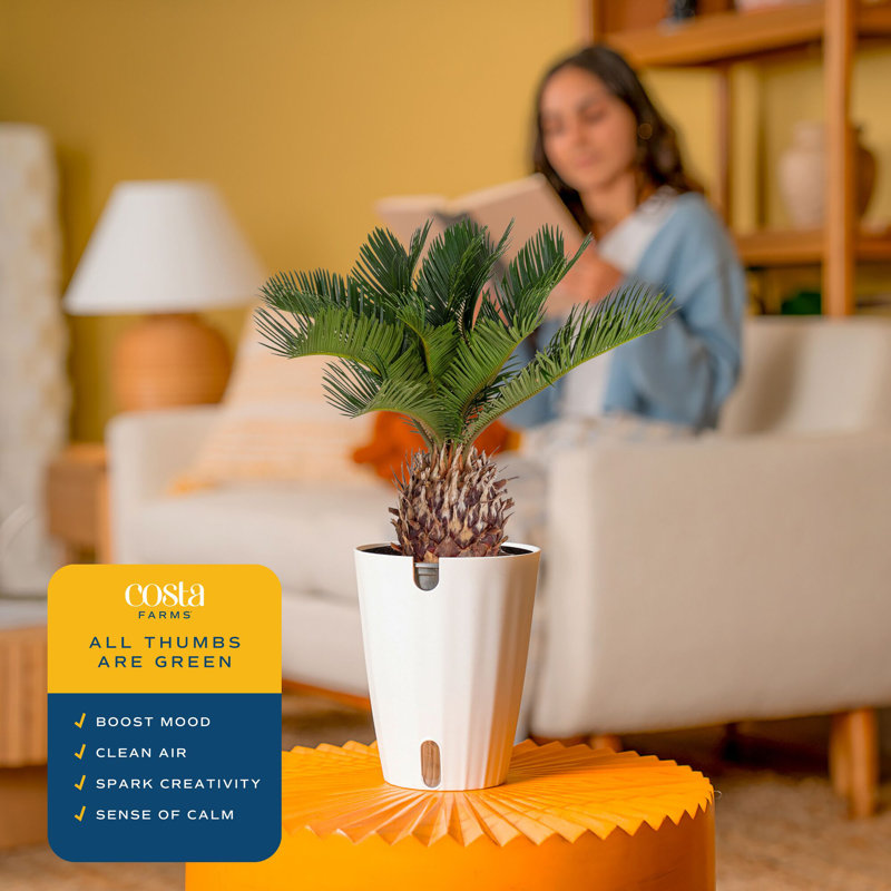 Palm Plant in Planter
