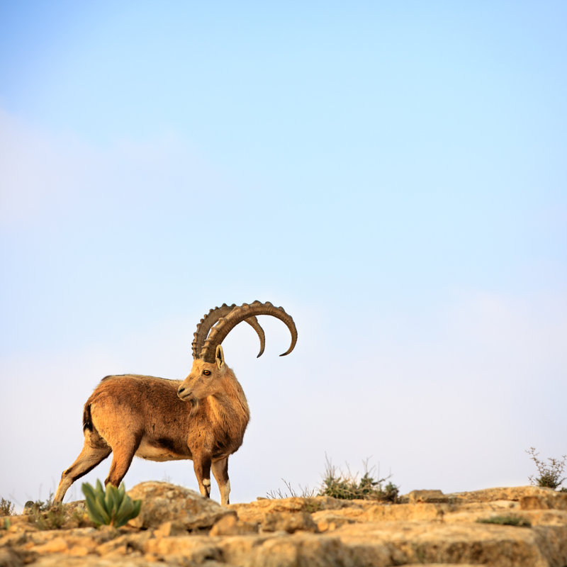 Ibex by FredFroese - Wrapped Canvas Print, 30cm H x 30cm W