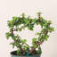 Thorsen's Greenhouse Live Heart-Shaped Jade Bonsai Plant, 4-inch Diameter-60825260