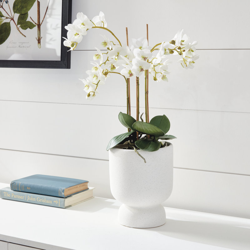 Conservatory Phalaenopsis Drop-in, White