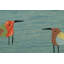 Rug & Kilim’S Suzani Kilim In Sky Blue With Polychromatic Bird Pictorials-1467864393