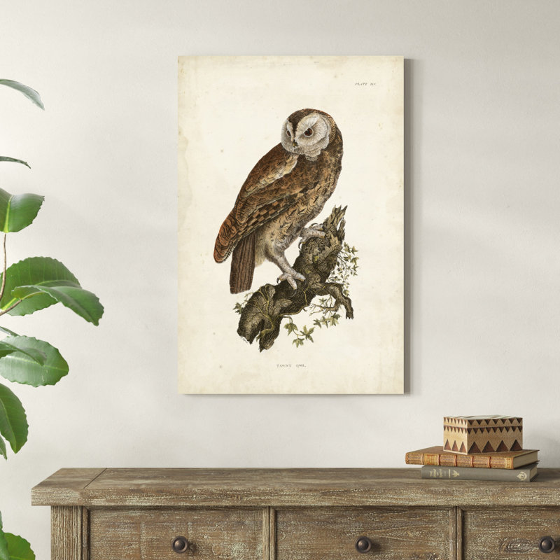 Tawny Owl, H 36 po x l 24 po x P 1,25 po