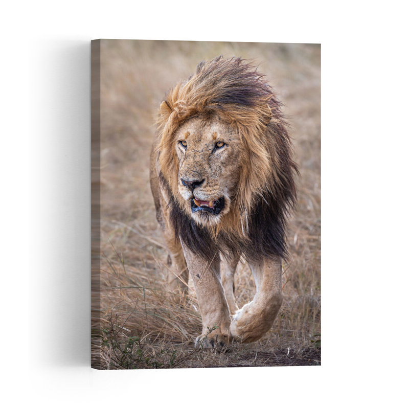 Majestic African Lion Contemporary Wall Art Print by Jeffrey C. Sink - 1 Piece Wrapped Canvas Wall Art, 91.44cm H x 60.96cm W