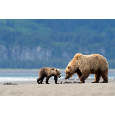 " Grizzly Bear "