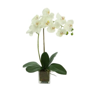 Dahlia Studios Potted Faux Artificial Flowers Realistic White Phalaenopsis  Orchid in Gold Ceramic Pot Home Decoration 23 High 