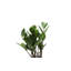 Live ZZ Houseplant in Classic Pot-49662137