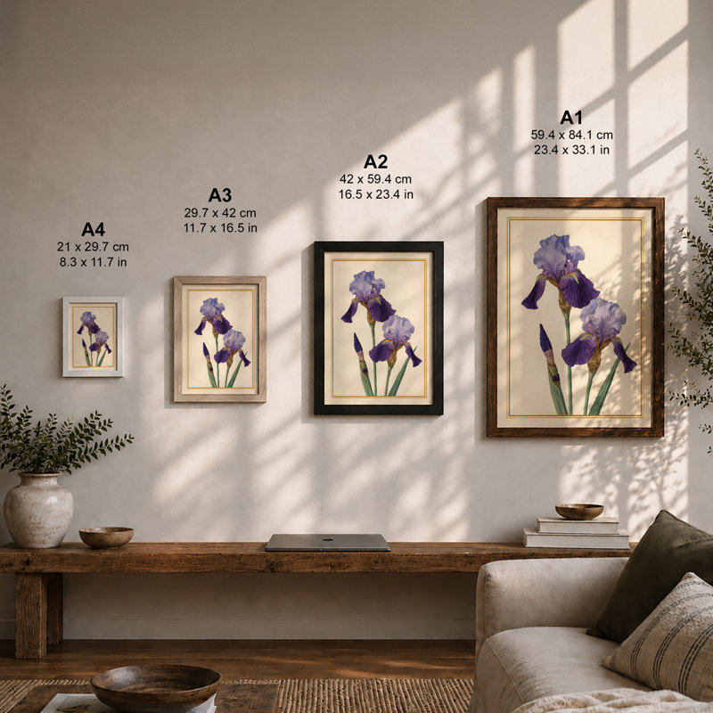 Purple Iris Study Botanical - Framed Print, A3 - 42.0 x 29.7 cm, Black