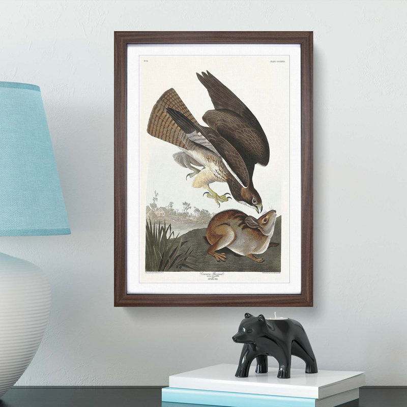 Common Buzzard & Rabbit by John Audubon - Picture Frame Painting Print, Walnut Framed, 48cm H x 36cm W x 2cm D
