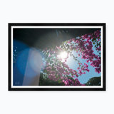 Bougainvillea Flare