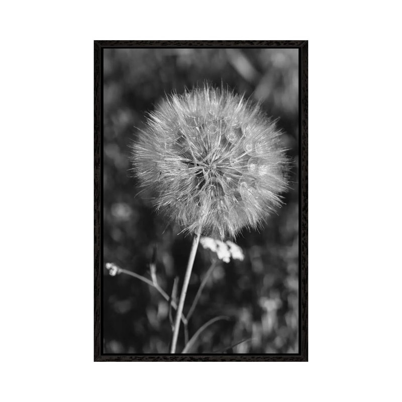 Summer Dandelion II by Bethany Young - Print on Canvas, 66.04cm H x 45.72cm W x 3.81cm D, Black Framed