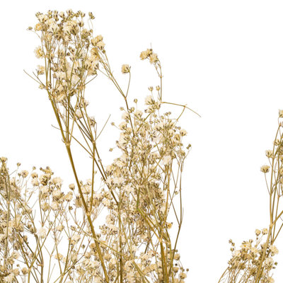 Dried Baby's Breath Stems