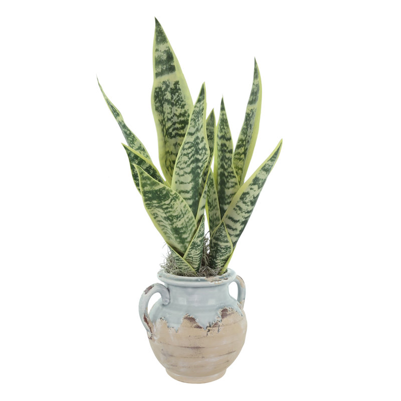 Snake Plant Arranged in Stone Vase