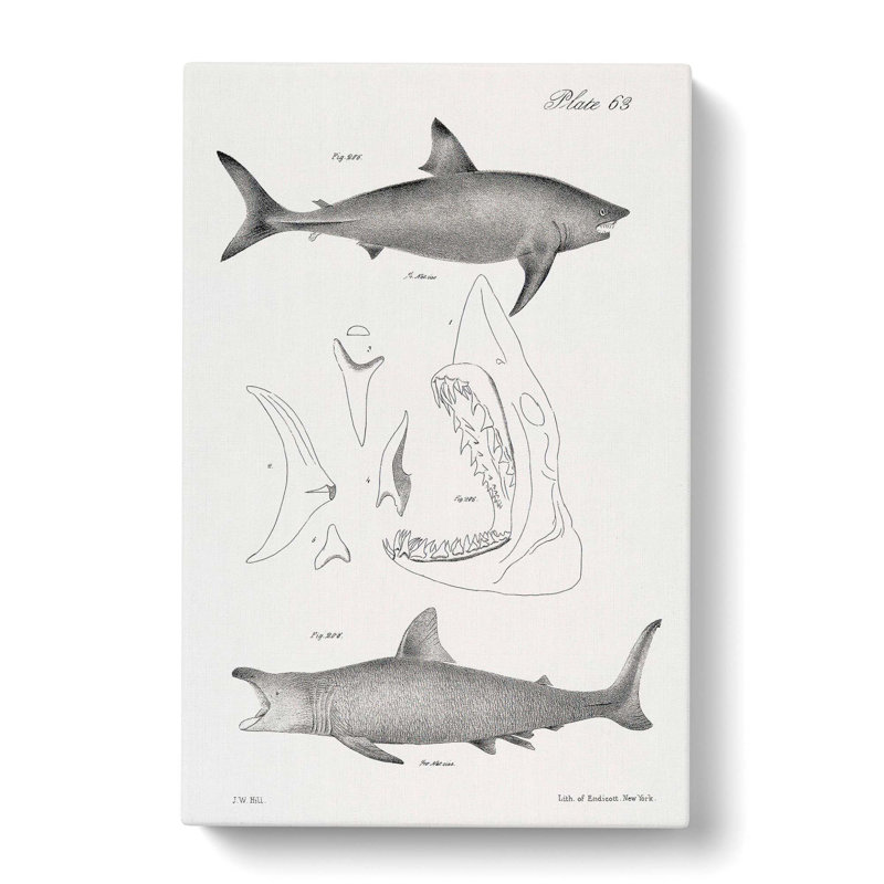 Illustrations Of Sharks by J.E. De Kay - Wrapped Canvas Painting, 50cm H x 35cm W x 3cm D