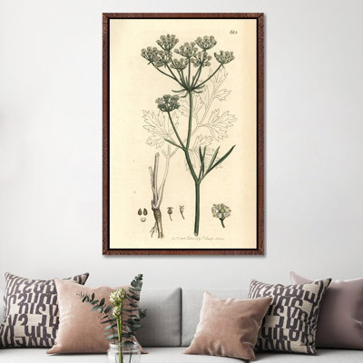 Cornish Lovage Or Licorice-Root by Florilegius - Gallery-Wrapped Canvas Giclée on Canvas