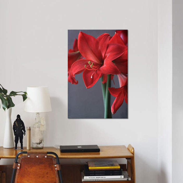 Amaryllis rouge, impression sur toile, H 26 po x l 18 po x P 1,5 po, Toile tendue, Pas de tapis