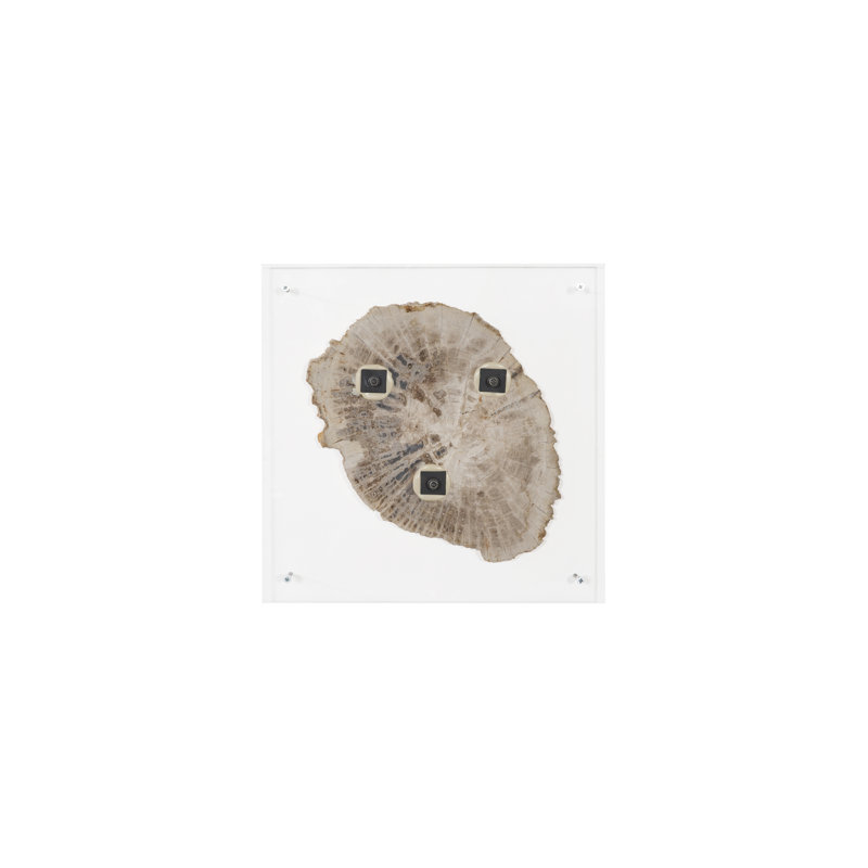 Floating Petrified Slice Wall Décor