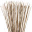 Faux Marsh Reed Plant Preserved