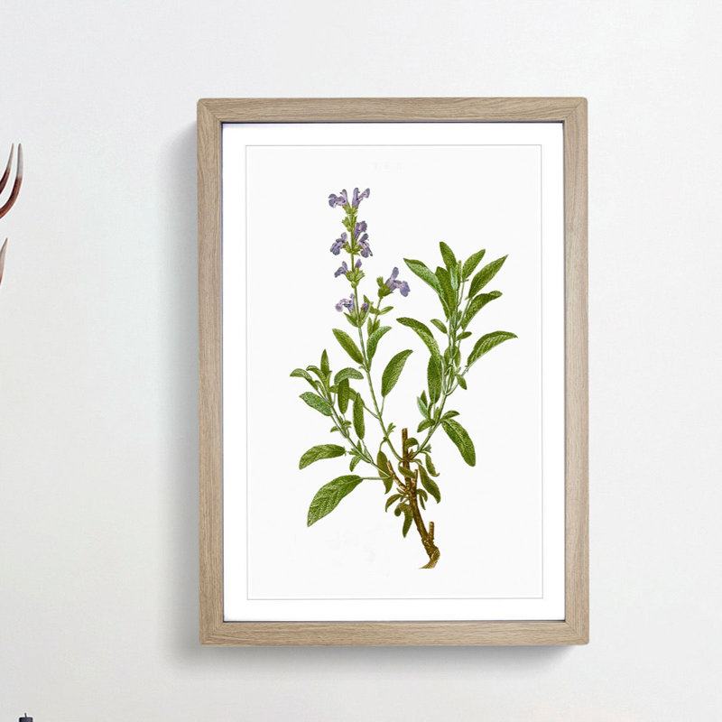 Garden Sage Flowers by Pierre-Joseph Redoute - Framed Print, 36cm H x 27cm W x 2cm D, Oak Framed