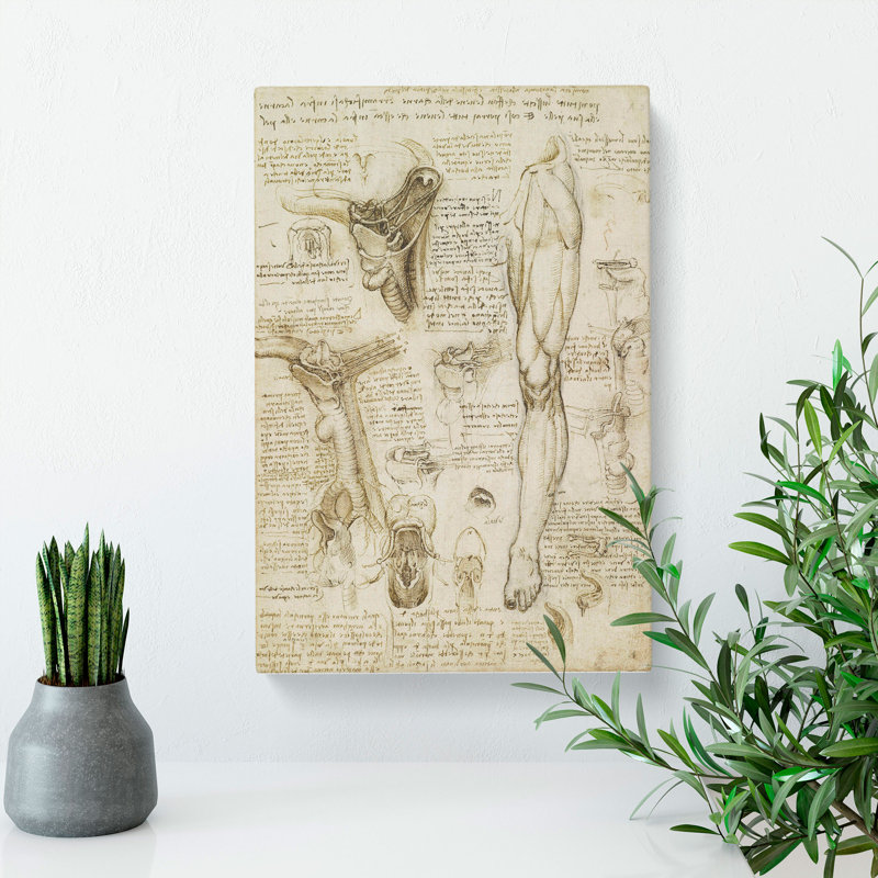 Human Anatomy Vol.7 by Leonardo Da Vinci - Wrapped Canvas Painting, 50cm H x 35cm W x 3cm D