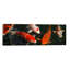 Koi Carp in Japon - Reproduction de photo panoramique non encadrée sur toile-19982855-71986083