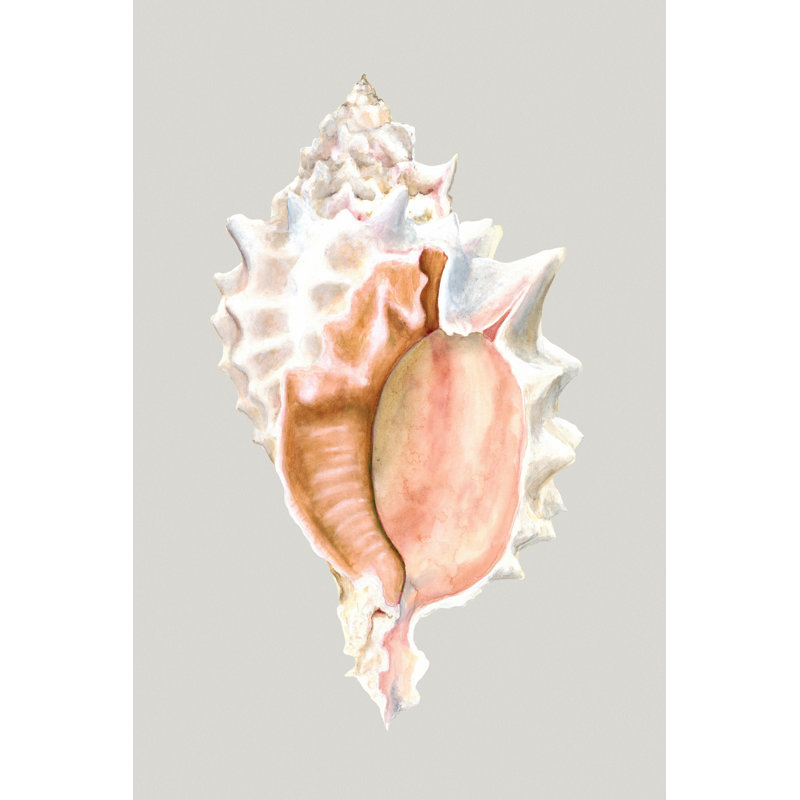 Pink Murex by Michael Willett - Wrapped Canvas Print, 76cm H x 51cm W