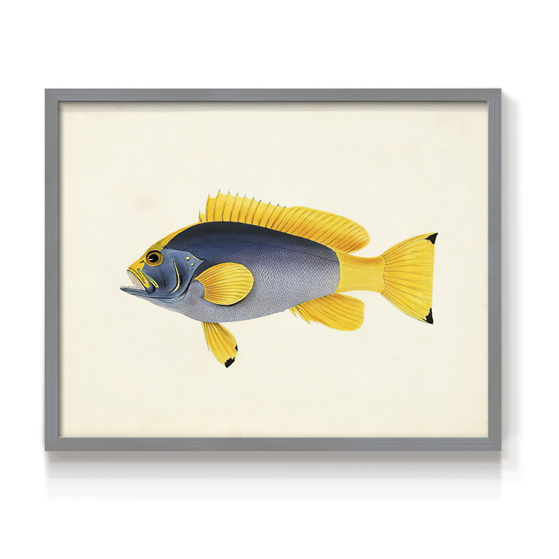 Collection de poissons tropicaux - impression encadrée en V - Restickable, H 16 po x l 20 po, Gris