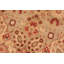 Tapis unique rouge / beige / brun clair de 6 pi x 9 pi 2 po Allessandra