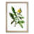 Oak Framed selected